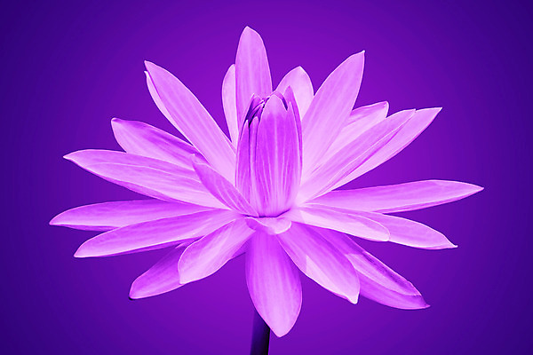 포토 JPG 해외이미지 꽃 아시아 분홍색 태국 자연 추상 연꽃 동양인 풍경 사람없음 물 여름 보라색 침묵 벚꽃 흰색 연못 신선 제비꽃 묘사 고립 해외202004 해외포토 자연요소 식물 계절 나라 컬러 무늬 인종 소리 생태계 파일형식 이미지허브