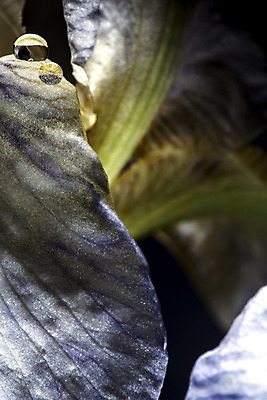 포토 JPG 해외이미지 식물 계절 꽃잎 꽃 꽃다발 꽃무늬 농업 봄꽃 자연 날씨 휴식 선물 사람없음 초록색 물 파란색 노란색 정원 희망 화목 봄 에너지 흰색 물방울 시골 원예 꽃가루 정맥 신앙심 해외202004 해외포토 자연요소 감정 산업 컬러 컨셉 무늬 취미 가루 생태계 혈관 파일형식 이미지허브