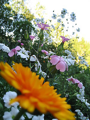 포토 JPG 해외이미지 식물 동물 열매 꽃 분홍색 곤충 과일 자연 사람없음 빨간색 초록색 여름 파란색 노란색 보라색 봄 체리 해외202004 해외포토 계절 컬러 생태계 파일형식 이미지허브