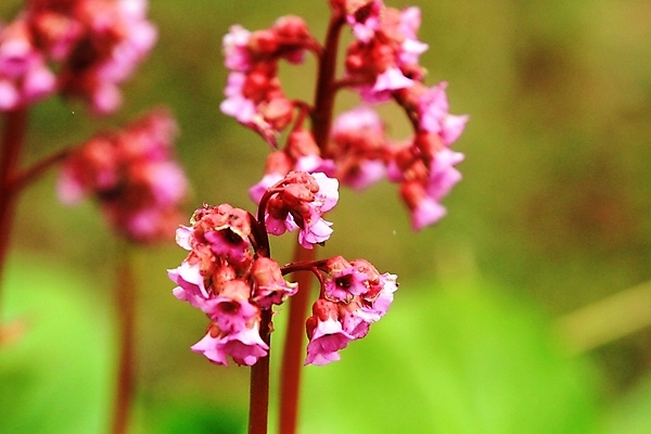 포토 JPG 해외이미지 꽃 분홍색 노르웨이 사람없음 보라색 해외202004 해외포토 식물 유럽 컬러 파일형식 이미지허브