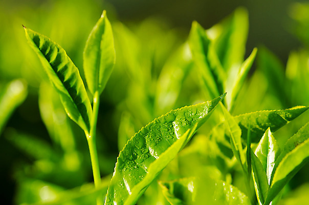 포토 JPG 해외이미지 나무 식물 아시아 백그라운드 잎 밭 농업 채소 자연 아침 동양인 사람없음 야외 초록색 물 빛 햇빛 농장 농경지 일출 환경 정원 일몰 젖음 성장 신선 재산 이슬 인도인 허브 날것 말레이시아 내추럴 산악지대 케랄라주 해외202004 해외포토 주간 자연요소 외국인 나라 산업 컬러 산 인종 금융 태양 노을 인도_나라 생태계 파일형식 이미지허브