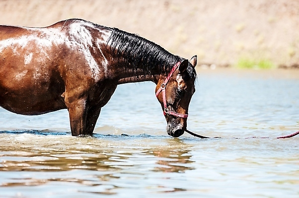 포토 JPG 해외이미지 동물 호수 야생동물 포유류 자연 풍경 사람없음 야외 물 여름 파란색 반려동물 강 달리기 농장 반사 갈색 검은색 시골 레이싱 연못 승차 속도 갈기 달리기선수 레이서 해외202004 해외포토 자연요소 계절 컬러 농업 모션 시합 생태계 육상선수 파일형식 이미지허브
