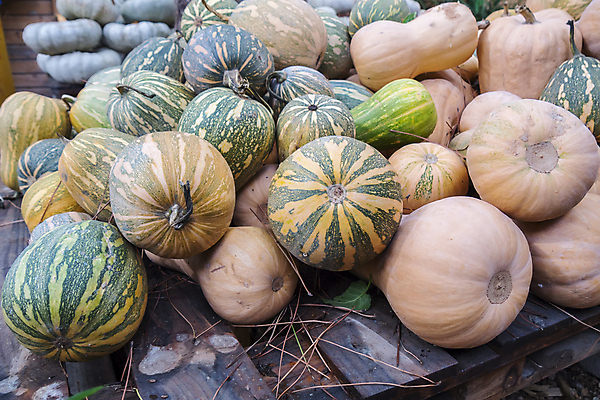 포토 JPG 해외이미지 식물 계절 음식 줄기 백그라운드 밭 농업 채소 오렌지 자연 호박 휴가 건강 사람없음 장식 초록색 컬러풀 농장 노란색 정원 할로윈 수확 가을 대접 신선 작음 큼 11월 유기농 질감 날것 박 스쿼시 10월 내추럴 미니 숙성 채식주의자 해외202004 해외포토 웰빙 산업 스포츠 컬러 과일 구기 날짜 크기 생태계 채식 파일형식 이미지허브