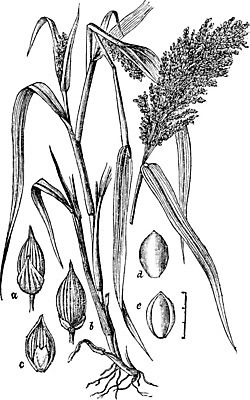 EPS 해외이미지 선 일러스트 미술 씨앗 머리 검은색 수확 흰색 그림 판화 수수 해외202004 해외일러스트 식물 컬러 농업 문화예술 신체부위 파일형식 벡터 이미지허브