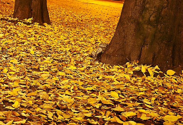 포토 JPG 해외이미지 나무 계절 잎 자연 사람없음 책 갈색 노란색 가을 고독 떨어짐 북마크 해외202004 해외포토 식물 감정 컬러 컨셉 생태계 파일형식 이미지허브