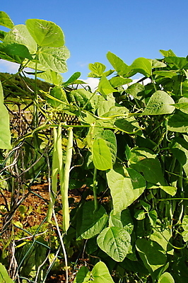 포토 JPG 해외이미지 식물 콩 사람없음 초록색 울타리 정원 꼬투리 해외202004 해외포토 컬러 곡류 담장 파일형식 이미지허브