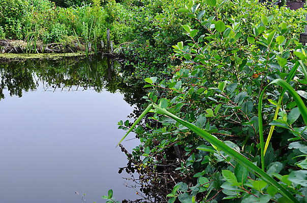 포토 JPG 해외이미지 호수 자연 지팡이 사람없음 물 연못 해외202004 해외포토 자연요소 생태계 파일형식 이미지허브