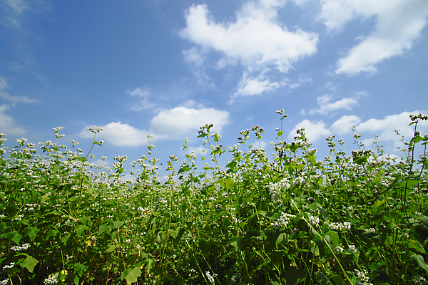 포토 JPG 해외이미지 아시아 음식 백그라운드 자연 하늘 밥 동양인 풍경 사람없음 야외 초록색 농작물 농장 농경지 시골 황금 낟알 땅 메밀 유기농 내추럴 논밭 해외202004 해외포토 웰빙 나라 컬러 밭 농업 식재료 논 인종 생태계 파일형식 이미지허브