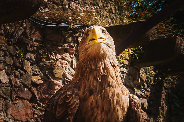 포토 JPG 해외이미지 동물 유럽 조류 털 사람없음 노란색 큼 깃털 부리 독수리 육식동물 사냥꾼 육식 웅장함 해외202004 해외포토 직업 나라 컬러 크기 파일형식 이미지허브