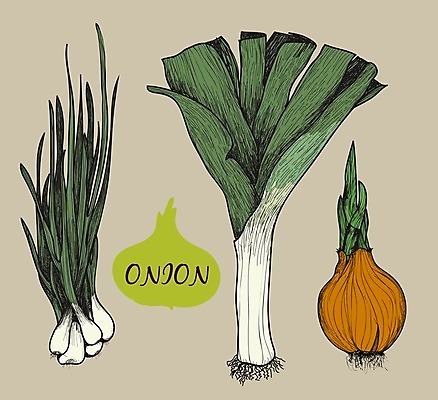 EPS 해외이미지 음식 조각 채소 일러스트 재료 양파 흑백 요리 그래픽 정원 반지 조미료 허브 향신료 그림 뿌리 향료 판화 개조 해외202004 해외일러스트 식물 장신구 촬영기법 미술 향기 냄새 향미료 파일형식 벡터 이미지허브