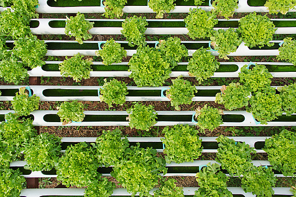 포토 JPG 해외이미지 식물 산업 음식 잎 꽃무늬 밭 농업 채소 사람없음 초록색 농작물 농장 농경지 정원 수확 성장 신선 보호 상추 유기농 원예 날것 내추럴 개발 모종 밭일 수경재배 온실 해외202004 해외포토 웰빙 꽃 컬러 컨셉 무늬 취미 파일형식 이미지허브