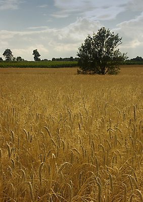 포토 JPG 해외이미지 나무 구름 계절 전통문화 밭 농업 하늘 그림자 옥수수 풍경 사람없음 초록색 여름 파란색 빛 농장 봄 줄무늬 가을 농촌 구멍 연결 작음 땅 심플 조경 일렬 시에나 평야 호밀 수평선 해외202004 해외포토 자연요소 식물 전통 산업 문화 컬러 무늬 자연 곡류 시골 크기 파일형식 이미지허브
