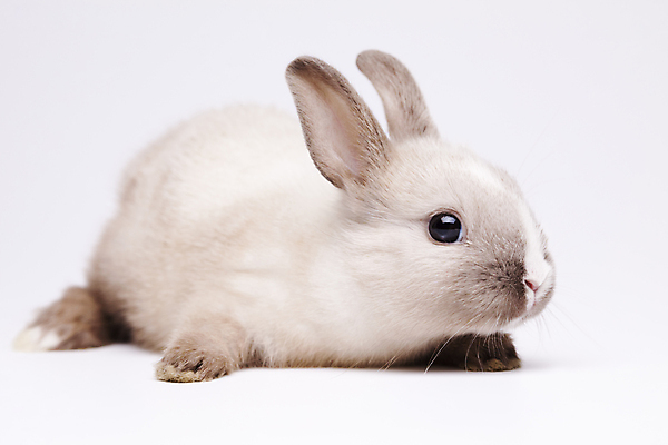 포토 JPG 해외이미지 동물 컨셉 자연 휴가 부활절 털 사람없음 초록색 반려동물 봄 활발 아기 토끼 달콤 모피 자르기 귀 부드러움 해외202004 해외포토 계절 기념일 컬러 포유류 모션 사람 신체부위 감각 맛 생태계 파일형식 이미지허브