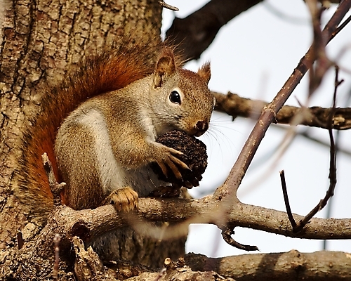 포토 JPG 해외이미지 동물 야생동물 포유류 자연 사람없음 야외 설치류 숲 다람쥐 동물상 해외202004 해외포토 조형물 생태계 파일형식 이미지허브