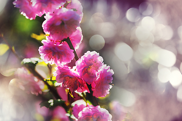 포토 JPG 해외이미지 나무 식물 계절 공원 꽃잎 꽃 분홍색 백그라운드 잎 꽃무늬 자연 사람없음 장식 초록색 여름 빛 정원 침묵 봄 벚꽃 나뭇가지 신선 개화 체리 4월 원예 부드러움 아몬드 내추럴 해외202004 해외포토 공공시설 컬러 무늬 과일 취미 소리 견과류 감각 날짜 생태계 파일형식 이미지허브