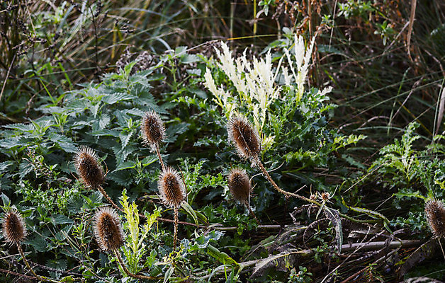포토 JPG 해외이미지 꽃 야생동물 곤충 자연 잔디 사람없음 목재 햇빛 봄 숲 해외202004 해외포토 나무 식물 동물 계절 재료 태양 생태계 파일형식 이미지허브