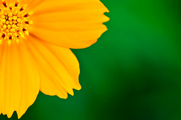 포토 JPG 해외이미지 식물 디자인 계절 꽃 분홍색 백그라운드 꽃무늬 패턴 밭 자연 하늘 프레임 미술 풍경 사람없음 장식 여름 정원 보라색 봄 흰색 인사 신선 닫기 만족 엽서 장면 고립 해외202004 해외포토 감정 컬러 무늬 농업 모션 문화예술 예절 편지 생태계 파일형식 이미지허브