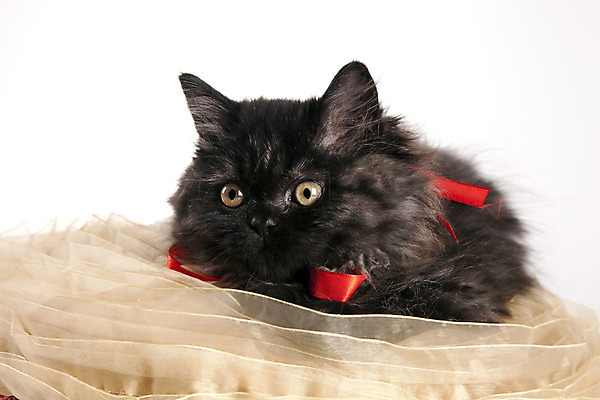 포토 JPG 해외이미지 1 응시 포유류 영국 수염 털 실내 사람 사람없음 반려동물 고양이 줄무늬 회색 흰색 작음 모피 고립 해외202004 해외포토 동물 시선 유럽 컬러 무늬 내부 크기 파일형식 이미지허브