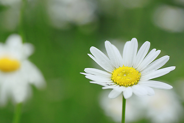 포토 JPG 해외이미지 식물 꽃잎 꽃 꽃무늬 밭 자연 사람없음 초록색 빛 노란색 정원 벚꽃 흰색 신선 소프트포커스 꽃가루 내추럴 해외202004 해외포토 컬러 무늬 농업 촬영기법 가루 생태계 파일형식 이미지허브