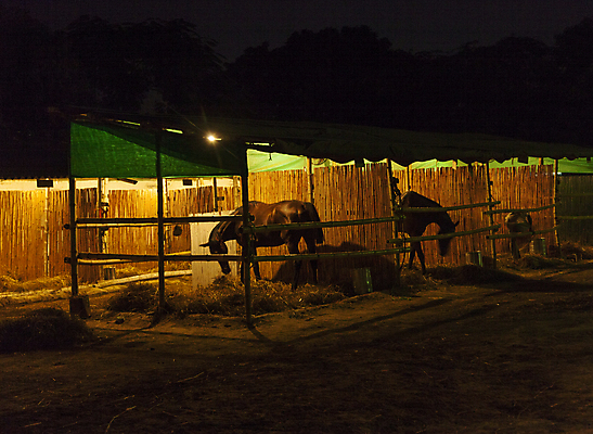 포토 JPG 해외이미지 동물 라이프스타일 응시 행복 스포츠 학교 자연 하늘 주택 피곤 사람 풍경 성인 사람없음 야외 목재 여름 빛 갈색 어둠 기쁨 바 승마 승차 야간 안장 굴레 라이더 수유 해외202004 해외포토 자연요소 나무 시선 계절 교육 감정 컬러 컨셉 재료 모션 건물 생활 생태계 파일형식 이미지허브