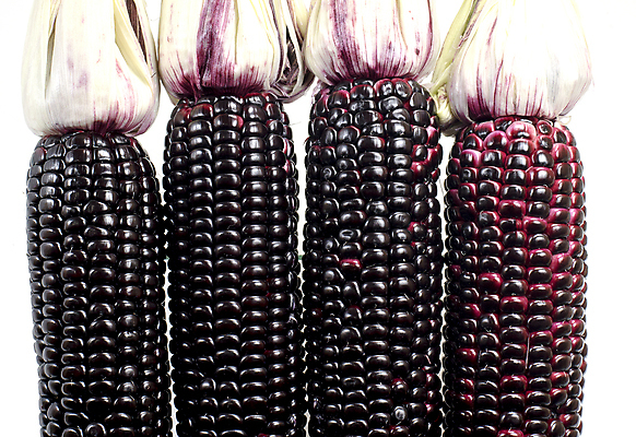 포토 JPG 해외이미지 식물 음식 잎 농업 채소 재료 자연 건강 옥수수 사람없음 빨간색 농장 검은색 수확 신선 닫기 맛 낟알 시리얼 먹기 유기농 알맹이 날것 내추럴 고립 숙성 채식주의자 해외202004 해외포토 웰빙 산업 컬러 컨셉 모션 곡류 생태계 채식 파일형식 이미지허브