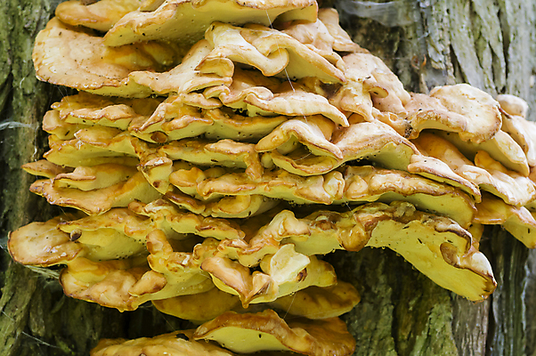 포토 JPG 해외이미지 나무 오렌지 사람없음 세로 버섯 닫기 떨어짐 묘사 나무껍질 해외202004 해외포토 식물 컨셉 과일 모션 껍질 파일형식 이미지허브