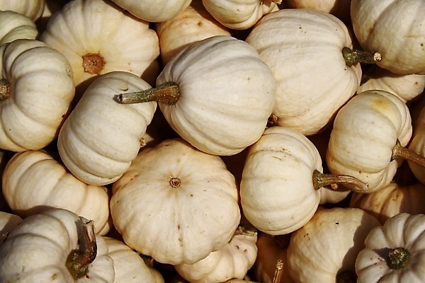 포토 JPG 해외이미지 식물 음식 농업 채소 재료 자연 호박 요리 사람없음 수확 가을 흰색 시장 9월 유기농 10월 내추럴 채식주의자 비건 해외202004 해외포토 웰빙 계절 산업 컬러 날짜 생태계 채식 파일형식 이미지허브