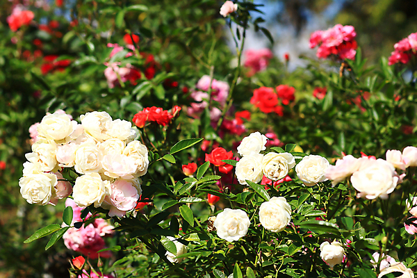 포토 JPG 해외이미지 식물 공원 꽃잎 꽃 꽃다발 백그라운드 잎 꽃무늬 밭 자연 발렌타인데이 사랑 미술 사람없음 야외 장식 빨간색 초록색 여름 컬러풀 장미 정원 봄 벚꽃 축하 신선 개화 묘사 꽃봉오리 원예 아로마 꽃가루 진홍색 깊이 단아함 해외202004 해외포토 계절 공공시설 감정 컬러 컨셉 무늬 농업 데이이벤트 문화예술 취미 가루 생태계 파일형식 이미지허브