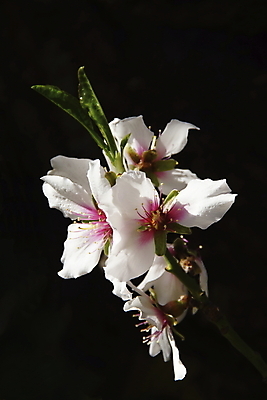 포토 JPG 해외이미지 나무 식물 계절 꽃잎 꽃 분홍색 백그라운드 잎 꽃무늬 농업 과일 자연 풍경 사람없음 정원 봄 벚꽃 흰색 나뭇가지 시골 신선 개화 아몬드 해외202004 해외포토 산업 컬러 무늬 견과류 생태계 파일형식 이미지허브