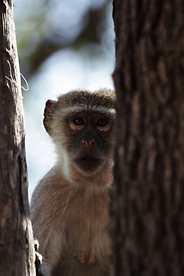 포토 JPG 해외이미지 나무 동물 야생동물 포유류 아프리카 자연 털 앉기 사람없음 회색 원숭이 호기심 보츠와나 해외202004 해외포토 식물 감정 나라 컬러 컨셉 모션 생태계 파일형식 이미지허브