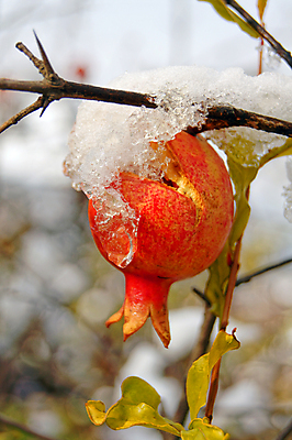 포토 JPG 해외이미지 잎 근접촬영 사람없음 야외 아웃포커스 나뭇가지 눈 과수원 석류 석류나무 해외202004 해외포토 자연요소 나무 식물 뷰포인트 농업 과일 날씨 촬영기법 파일형식 이미지허브