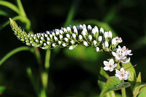 포토 JPG 해외이미지 꽃 자연 조류 사람없음 야외 초록색 머리 봄 흰색 닫기 목 거위 내추럴 동물상 해외202004 해외포토 식물 동물 계절 컬러 모션 신체부위 조형물 생태계 파일형식 이미지허브
