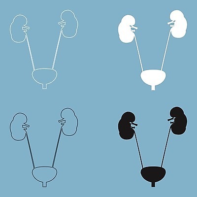EPS 해외이미지 과학 신체 일러스트 해부 건강 사람 내부 약 회색 오르간 신장 오브젝트 생물학 시스템 동맥 고립 복근 해외202004 해외일러스트 교육 컬러 의학 근육 건반악기 비뇨기관 혈관 파일형식 벡터 이미지허브