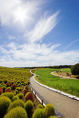 포토 JPG 해외이미지 식물 구름 공원 꽃 자연 하늘 사람없음 빨간색 초록색 컬러풀 햇빛 정원 일본 맑음 활발 가을 개화 변화 강렬 해외202004 해외포토 자연요소 계절 공공시설 아시아 컬러 컨셉 날씨 태양 생태계 파일형식 이미지허브