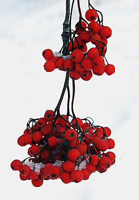 포토 JPG 해외이미지 계절 열매 백그라운드 겨울 과일 자연 산 풍경 사람없음 빨간색 얼음 추위 흰색 재 해외202004 해외포토 자연요소 식물 컬러 생태계 파일형식 이미지허브