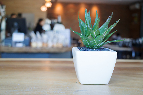 포토 JPG 해외이미지 식물 백그라운드 컨셉 자연 탁자 아이디어 실내 사람없음 내부 장식 초록색 빛 반사 환경 식당 카페 수확 성장 플라스틱 오브젝트 복고 카피스페이스 해외202004 해외포토 컬러 가구 농업 재질 상점 공백 생태계 파일형식 이미지허브