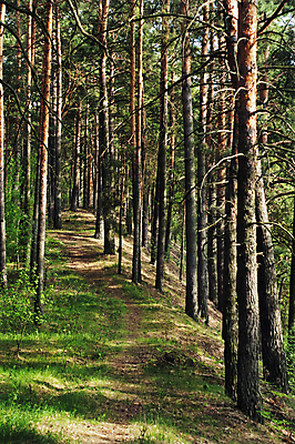 포토 JPG 해외이미지 나무 구름 꽃 지구 모래 잎 자연 하늘 날씨 휴식 건조 그림자 풍경 사람없음 목재 세로 초록색 여름 태양 갈색 침묵 나뭇가지 시골 소나무 숲 허브 즐거움 통나무 원뿔 생태학 해외202004 해외포토 자연요소 도형 식물 계절 교육 감정 컬러 컨셉 재료 소리 생태계 파일형식 이미지허브