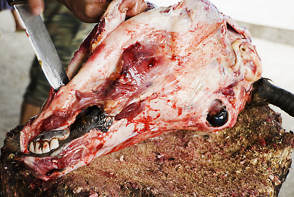 포토 JPG 해외이미지 동물 음식 농업 뿔 육류 사람없음 가축 소고기 소 칼 큼 황소 기르기 필리핀사람 해외202004 해외포토 산업 식재료 포유류 크기 돌봄 파일형식 이미지허브