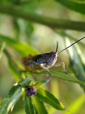 포토 JPG 해외이미지 나무 꽃 나비 곤충 잎 꽃무늬 농업 오렌지 자연 하늘 따뜻함 사람없음 초록색 여름 빛 태양 노란색 평화 맑음 봄 자유 닫기 무당벌레 버터 메뚜기 해외202004 해외포토 자연요소 식물 동물 계절 산업 컬러 컨셉 무늬 과일 모션 날씨 생태계 파일형식 이미지허브