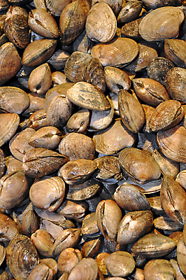 포토 JPG 해외이미지 동물 음식 바다 패턴 재료 자연 조개 요리 사람없음 식사 저녁식사 껍질 해산물 질감 홍합 해외202004 해외포토 무늬 어패류 생태계 파일형식 이미지허브