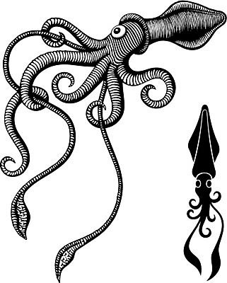 EPS 해외이미지 일러스트 장식 검은색 오징어 그림 촉수 고립 목판화 몬스터 해외202004 해외일러스트 컬러 연체동물 수중동물 파일형식 벡터 이미지허브