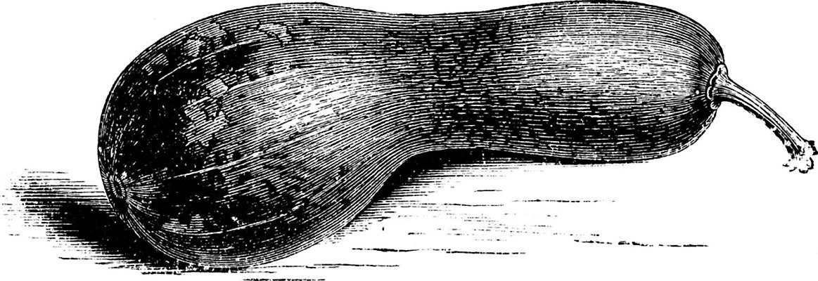 EPS 해외이미지 선 채소 일러스트 미술 검은색 수확 흰색 그림 박 판화 나폴리 해외202004 해외일러스트 컬러 농업 문화예술 이탈리아 파일형식 벡터 이미지허브