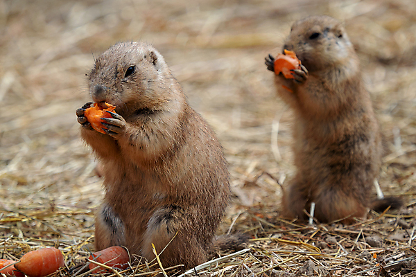 포토 JPG 해외이미지 동물 응시 공원 야생동물 포유류 자연 털 서기 사람없음 야외 갈색 미국 당근 개 설치류 작음 모피 먹기 다람쥐 동물상 땅바닥 해외202004 해외포토 시선 공공시설 컬러 북아메리카 모션 바닥 뿌리채소 조형물 크기 생태계 파일형식 이미지허브