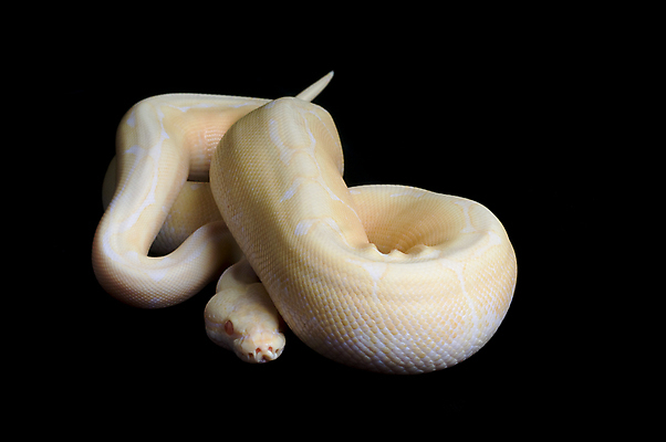 포토 JPG 해외이미지 동물 곡선 파충류 생물 사람없음 반려동물 검은색 추위 뱀 닫기 피부 눈금 토막 고립 해외202004 해외포토 선 컬러 모션 신체부위 파일형식 이미지허브