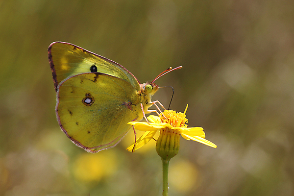 포토 JPG 해외이미지 식물 꽃 나비 곤충 백그라운드 자연 앉기 사람없음 초록색 컬러풀 노란색 환경 정원 내추럴 동물상 해외202004 해외포토 동물 컬러 모션 조형물 생태계 파일형식 이미지허브