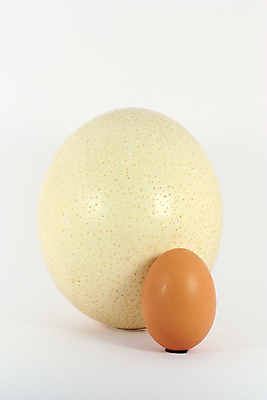 포토 JPG 해외이미지 동물 음식 조류 부활절 사람없음 계란 치킨 봄 껍질 흰색 작음 큼 치수 타조 고립 해외202004 해외포토 계절 기념일 컬러 알 크기 닭고기요리 파일형식 이미지허브