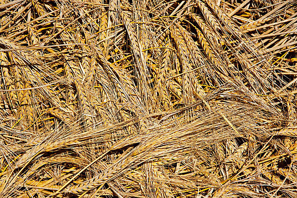 포토 JPG 해외이미지 식물 동물 계절 산업 음식 백그라운드 겨울 패턴 밭 농업 자연 추상 건조 사람없음 야외 가로 여름 농작물 농장 농경지 갈색 노란색 쌓기 수확 가을 시골 못 황금 볏짚 먹이 낟알 시리얼 밀 수집 질감 뭉치 밀짚 내추럴 외양간 밭일 해외202004 해외포토 컬러 무늬 모션 곡류 공구 짚 생태계 파일형식 이미지허브