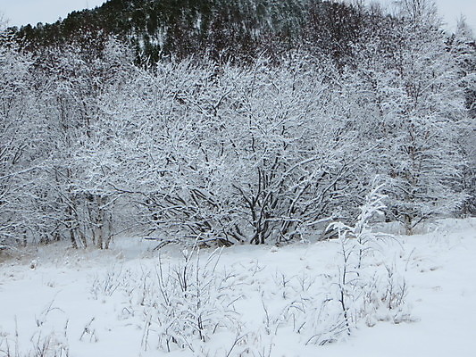 포토 JPG 해외이미지 나무 겨울 노르웨이 풍경 사람없음 빛 얼음 북극 해외202004 해외포토 자연요소 식물 계절 유럽 극지방 파일형식 이미지허브