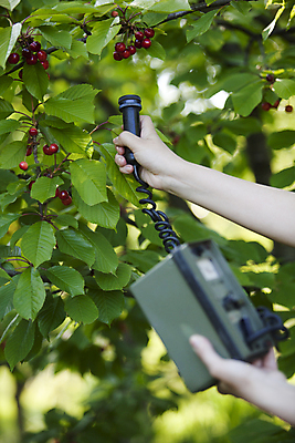 포토 JPG 해외이미지 식물 손 음식 농업 과일 자연 관리 안전 사람없음 야외 초록색 환경 힘 흙 잡기 체리 보호 위험 분석 측정 감시 원자력 방사능 방사선 밭일 생태학 화학물질 해외202004 해외포토 교육 산업 컬러 컨셉 모션 신체부위 에너지 화학 생태계 파일형식 이미지허브