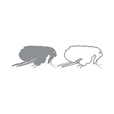 EPS 해외이미지 동물 곤충 일러스트 자연 경고 점프 회색 혈액 해충 벌레 빨다 질병 위험 작음 순수 감염 수의사 토막 기생충 해외202004 해외일러스트 컬러 컨셉 의학 모션 의사 바이러스 크기 생태계 파일형식 벡터 의료진 직업 이미지허브